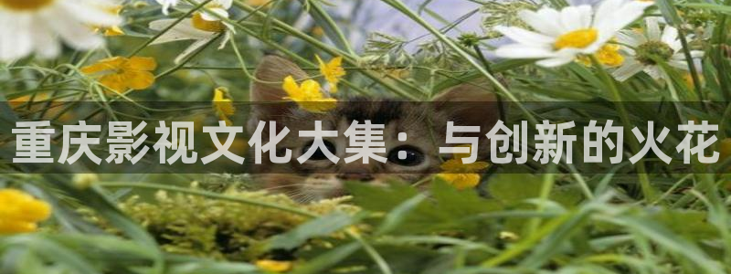 yy4480电视剧在线免费看